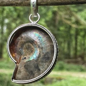 Ammonite fossilisée ou opalisée sur branche d'arbre, plaqué argent