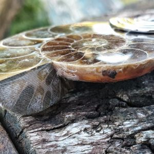 ammonite fossilisée ou opalisée montée en pendentif avec un oeil de tigre