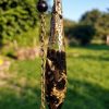 Pendule obsidienne dorée elfique